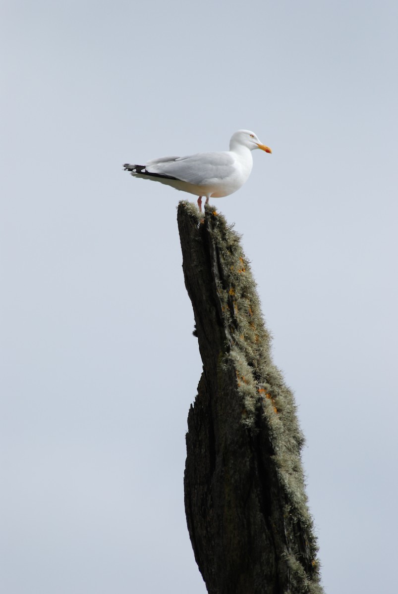 European Herring Gull - ML651084459