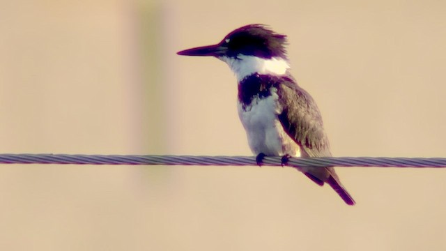 Рибалочка-чубань північний - ML651084538