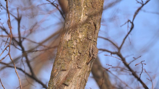 Підкоришник американський - ML651084654