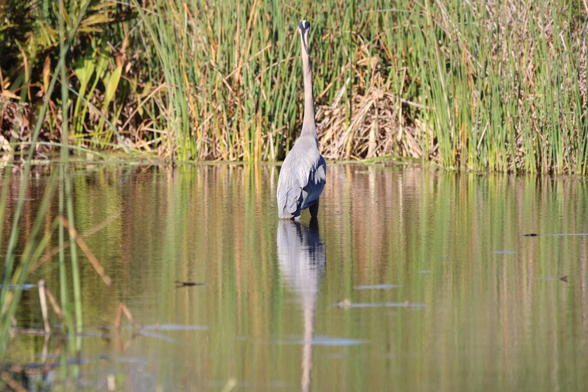 Great Blue Heron - ML651084771