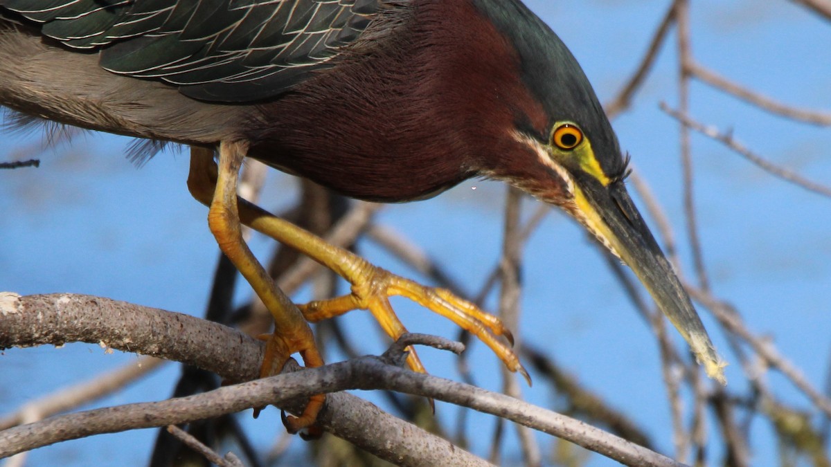Green Heron - ML651084782