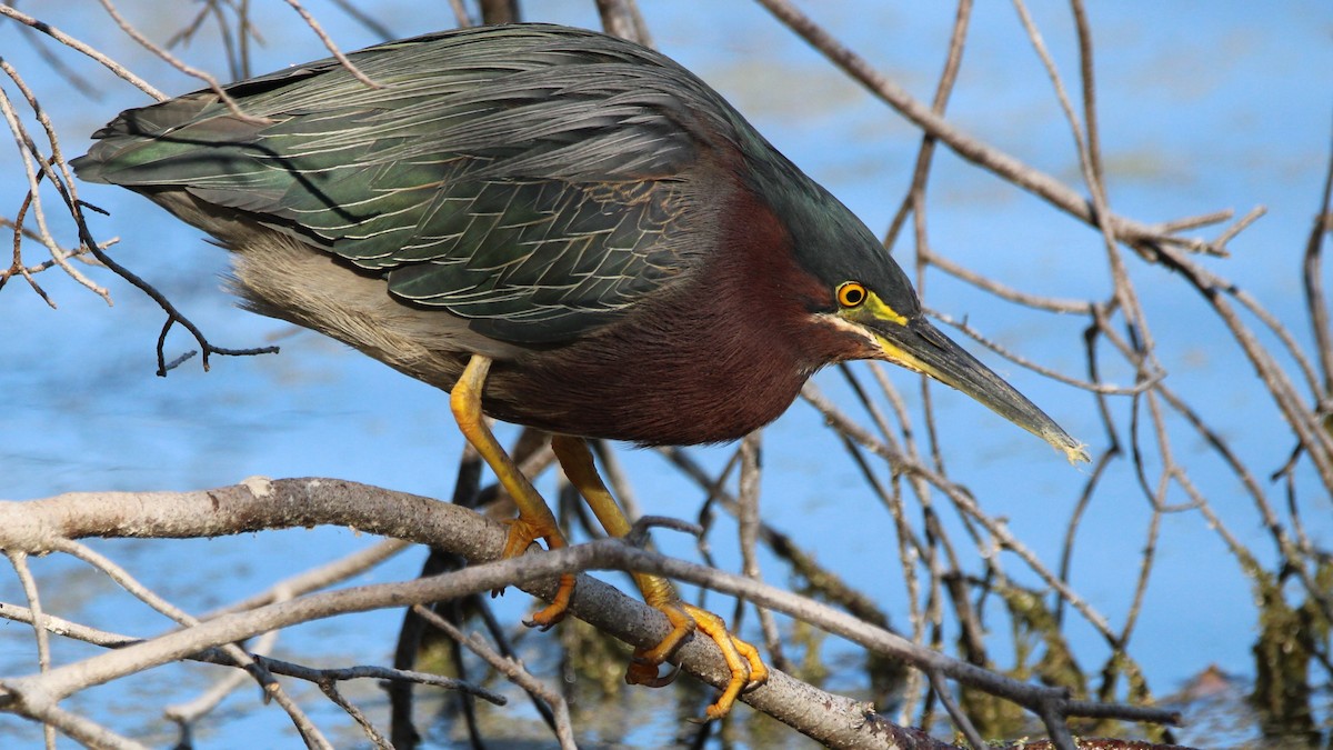 Green Heron - ML651084783