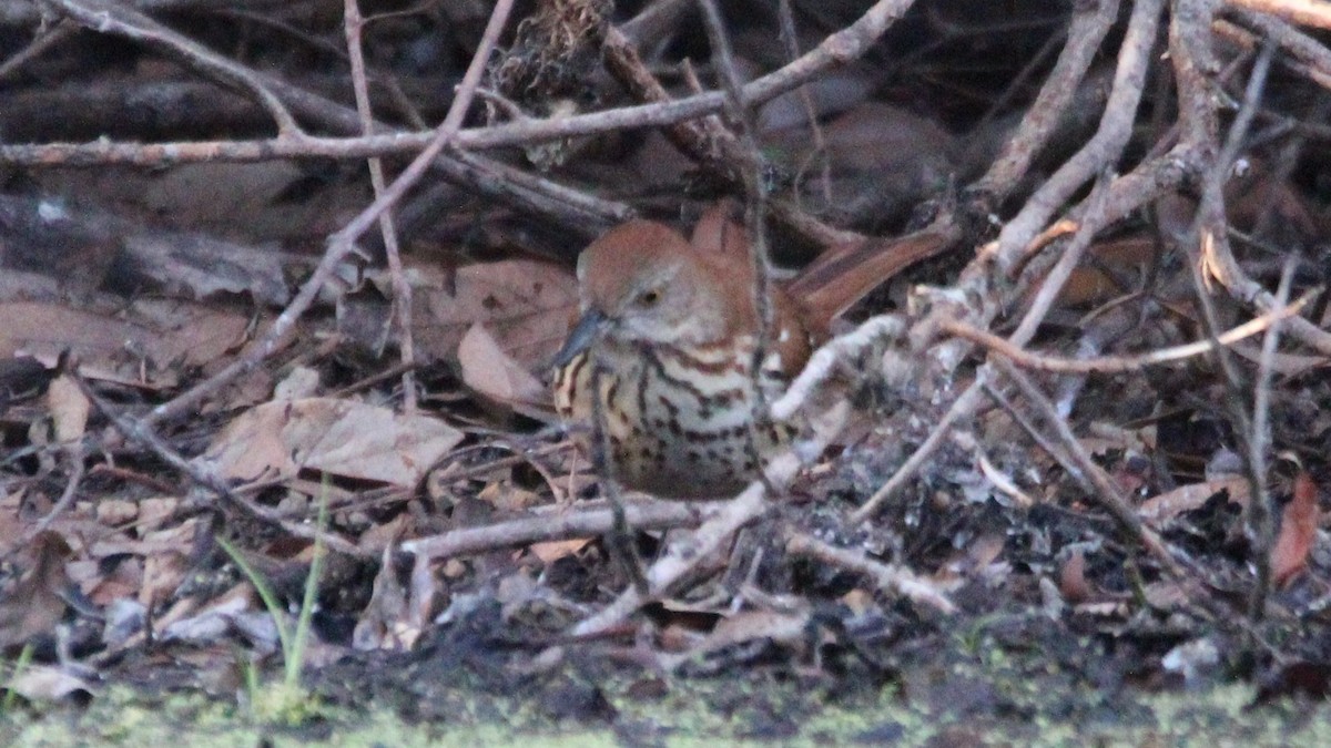 Brown Thrasher - ML651084807