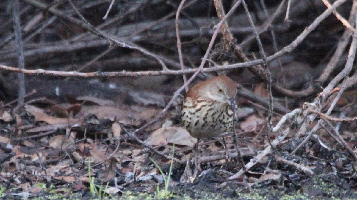 Brown Thrasher - ML651084808