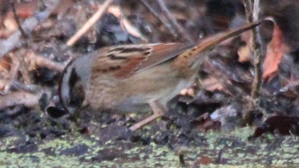 Swamp Sparrow - ML651084848