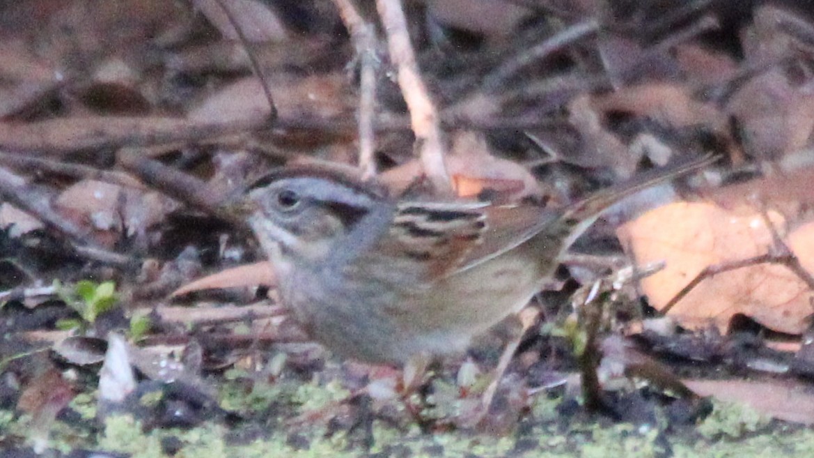 Swamp Sparrow - ML651084856