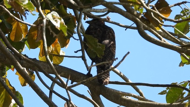 Канюк-крабоїд великий - ML651084863