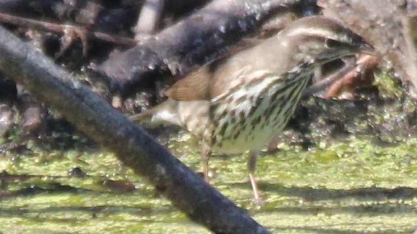 Northern Waterthrush - ML651084864