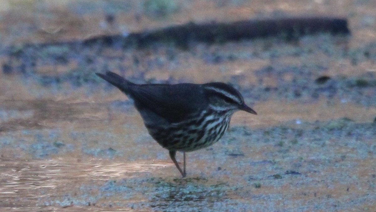 Northern Waterthrush - ML651084865