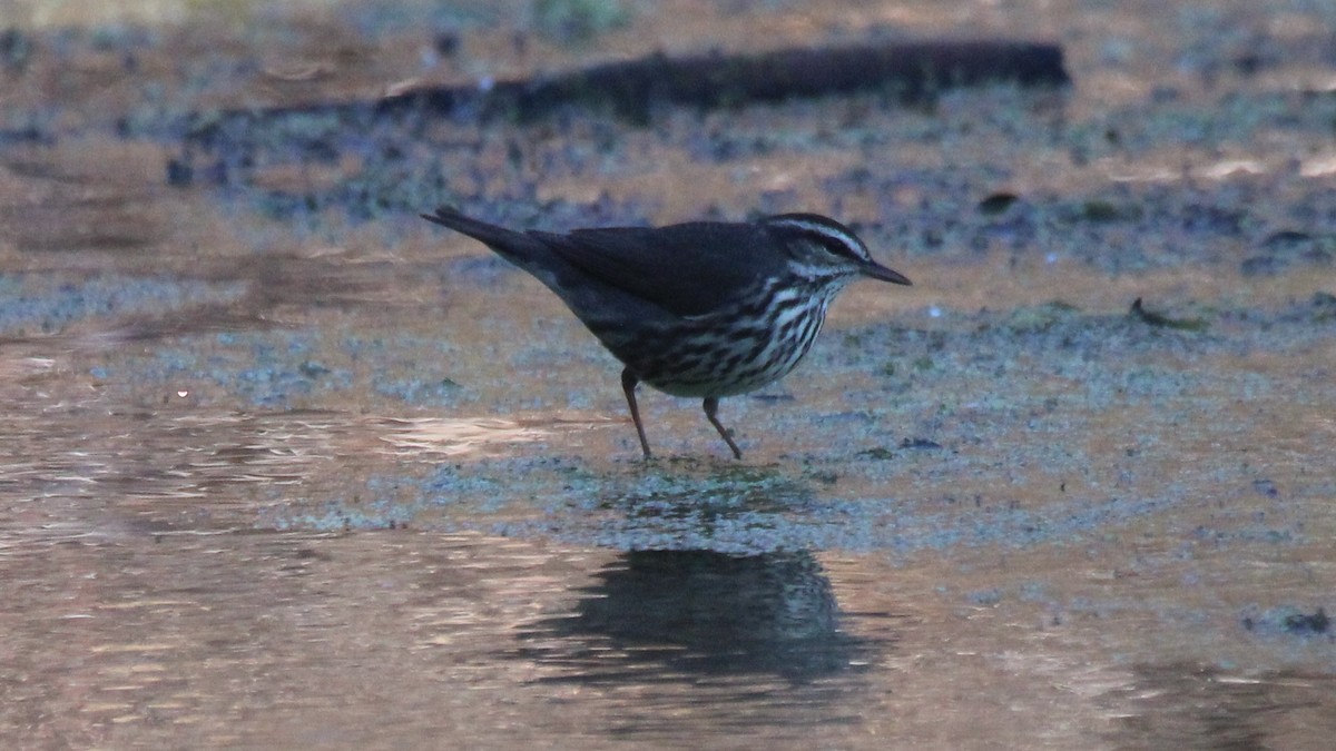 Northern Waterthrush - ML651084866