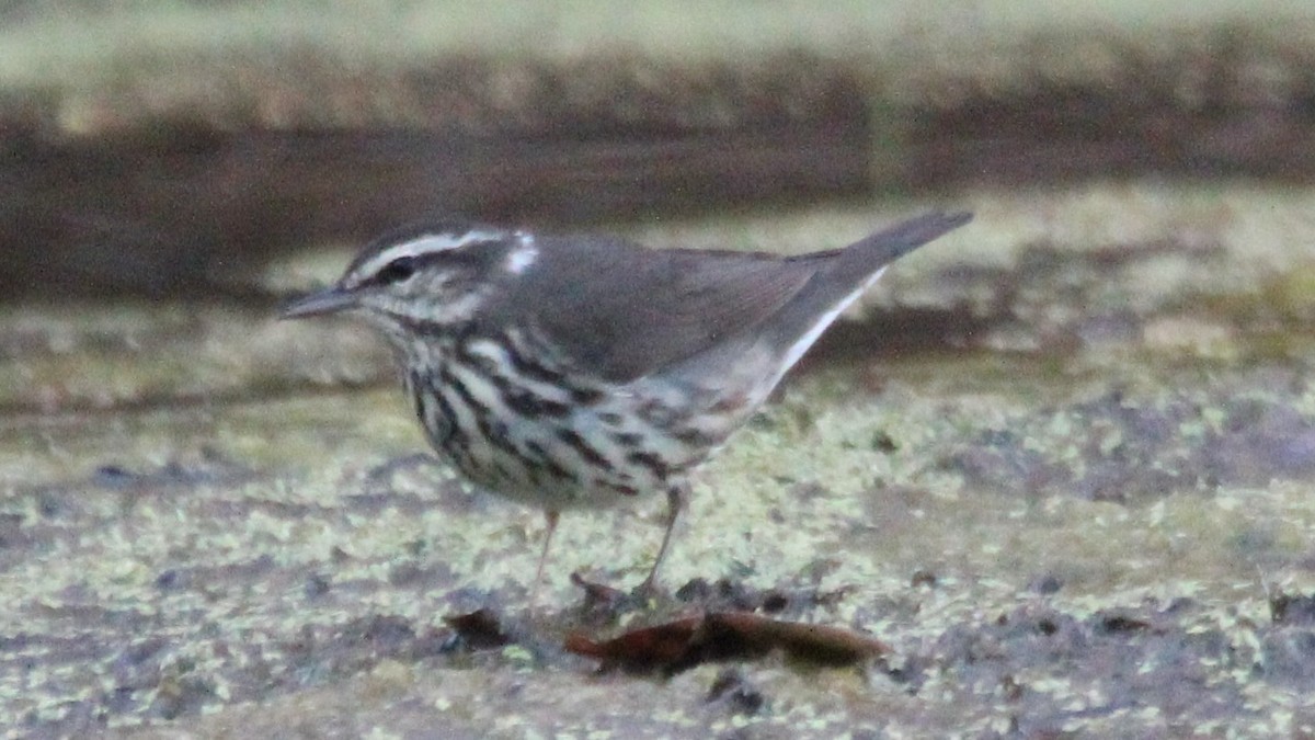 Northern Waterthrush - ML651084874