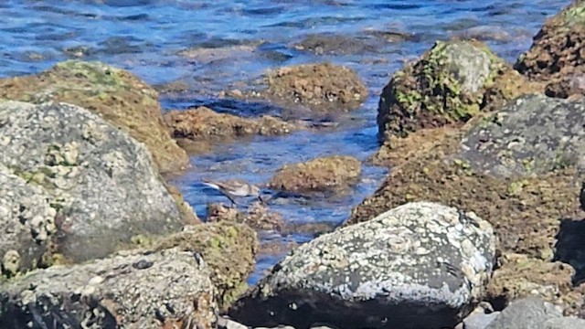 Побережник-крихітка - ML651084920