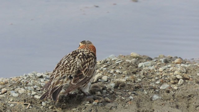 Подорожник лапландський - ML651084925