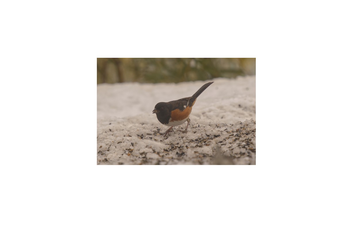 Toquí Flanquirrufo - ML651084950