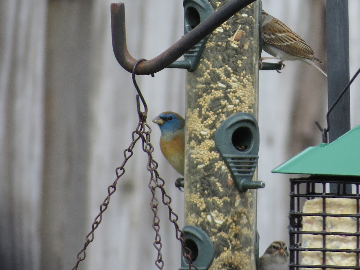 Lazuli Bunting - ML651084974