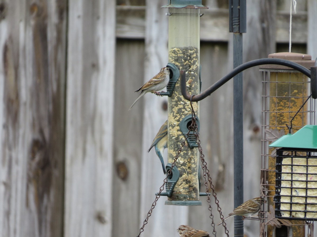 Lazuli Bunting - ML651084975