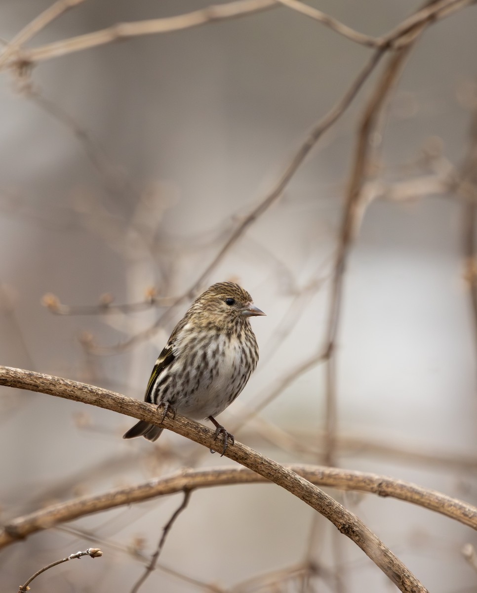 stripesisik - ML651085440