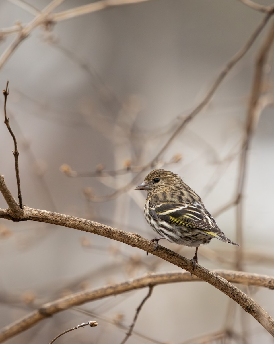 stripesisik - ML651085441