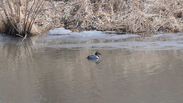 Попелюх довгодзьобий - ML651085581