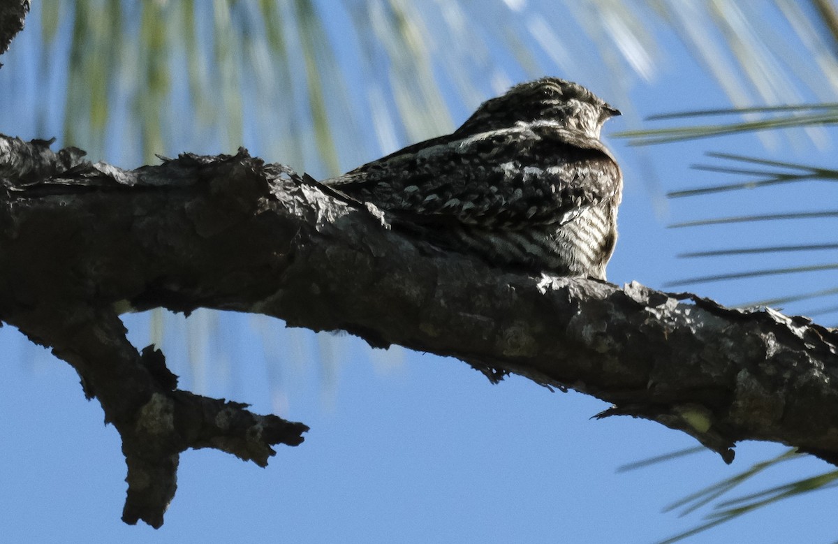 eBird Checklist - 16 Feb 2026 - Lakes Park, Fort Myers US-FL 26.53089 ...