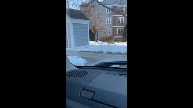 Дрізд мандрівний - ML651086254