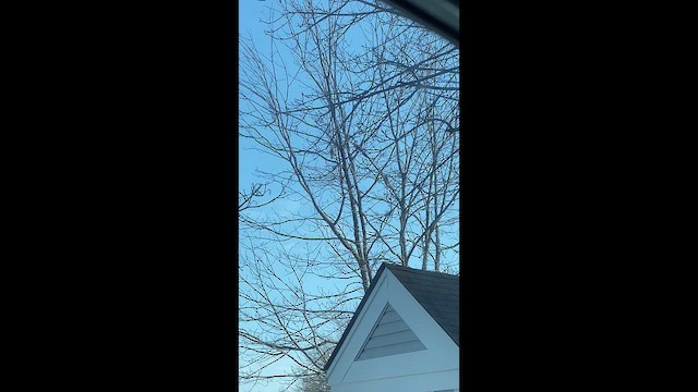 Юнко сірий - ML651086271