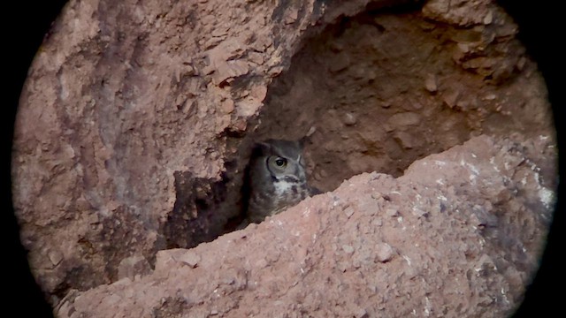 Пугач віргінський - ML651086410