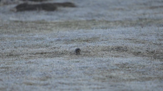 Пасовник мексиканський - ML651086840