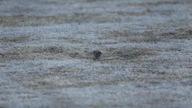 Пасовник мексиканський - ML651086875