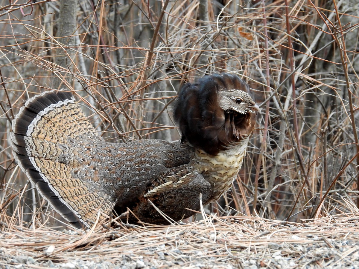 Воротничковый рябчик - ML651086910