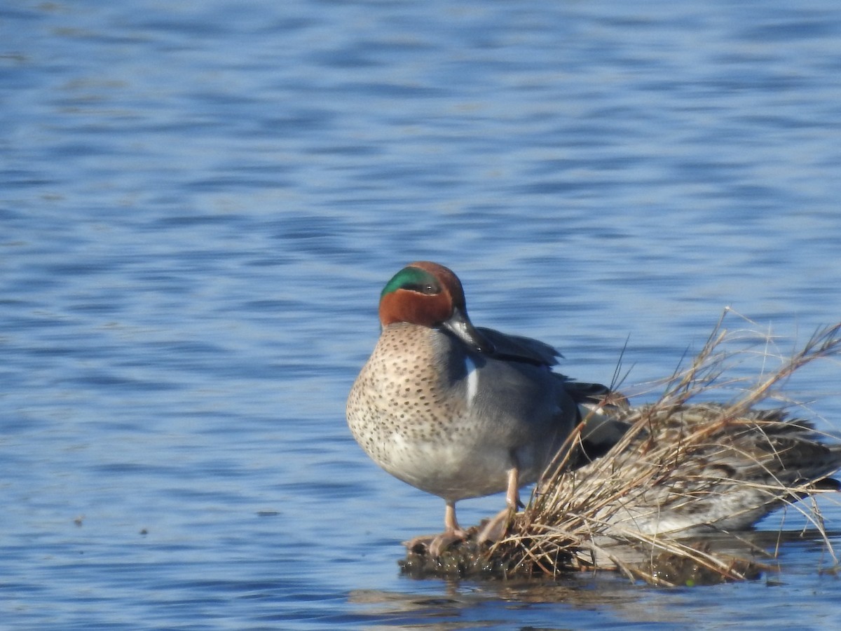 Чирянка мала - ML651086932