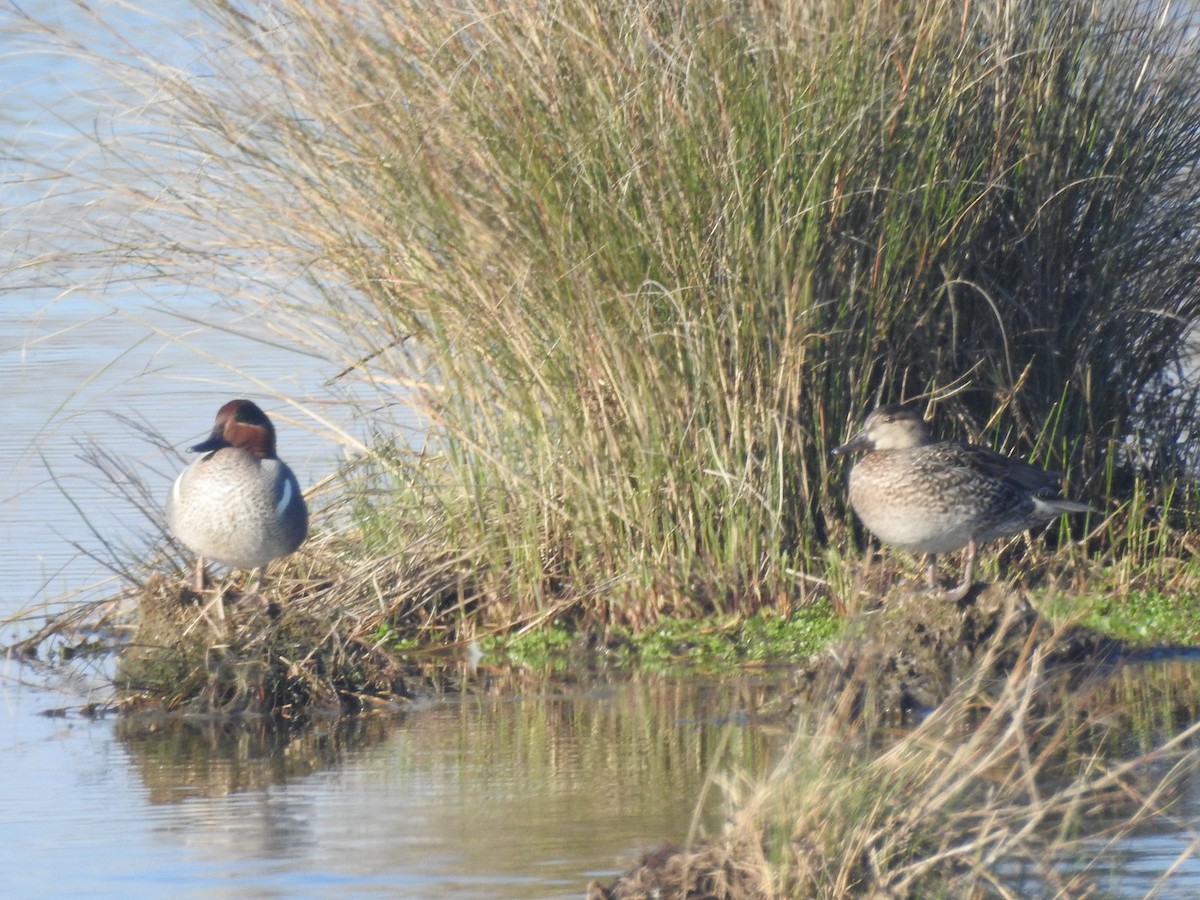 Чирянка мала - ML651086934