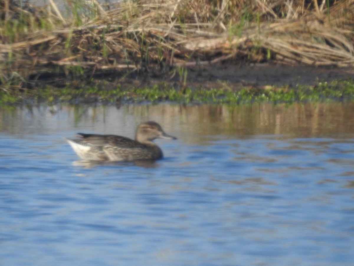 Чирянка мала - ML651086958