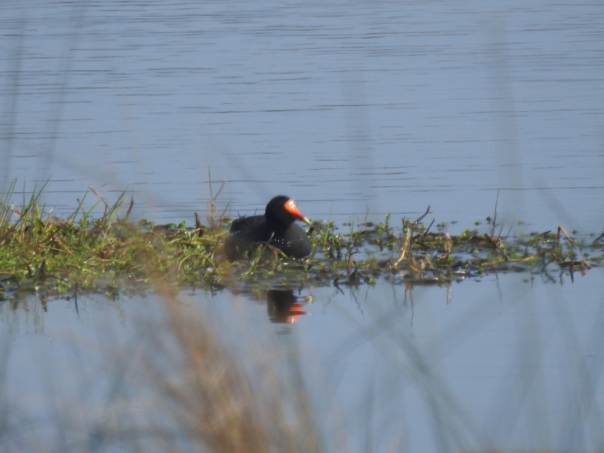 Курочка латиноамериканська - ML651087035