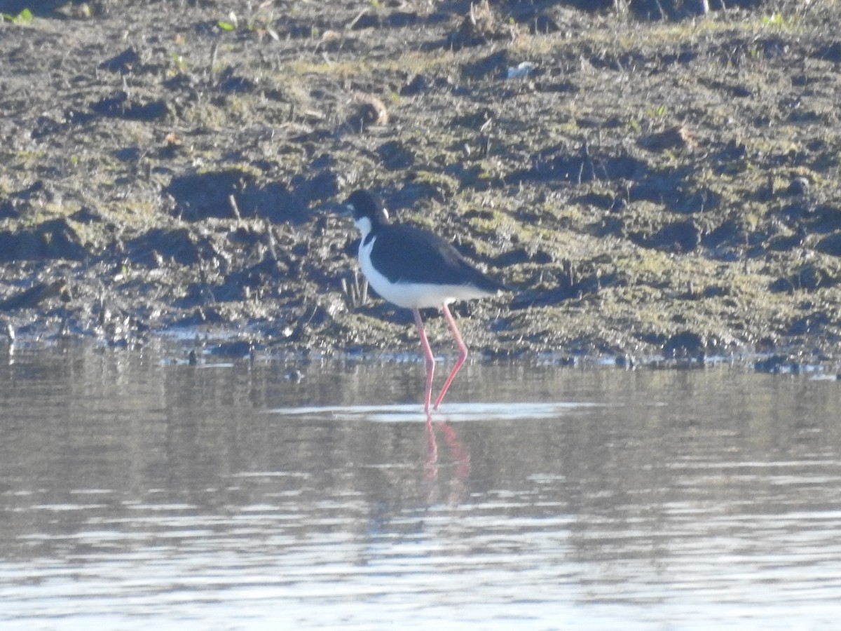 Кулик-довгоніг американський - ML651087050