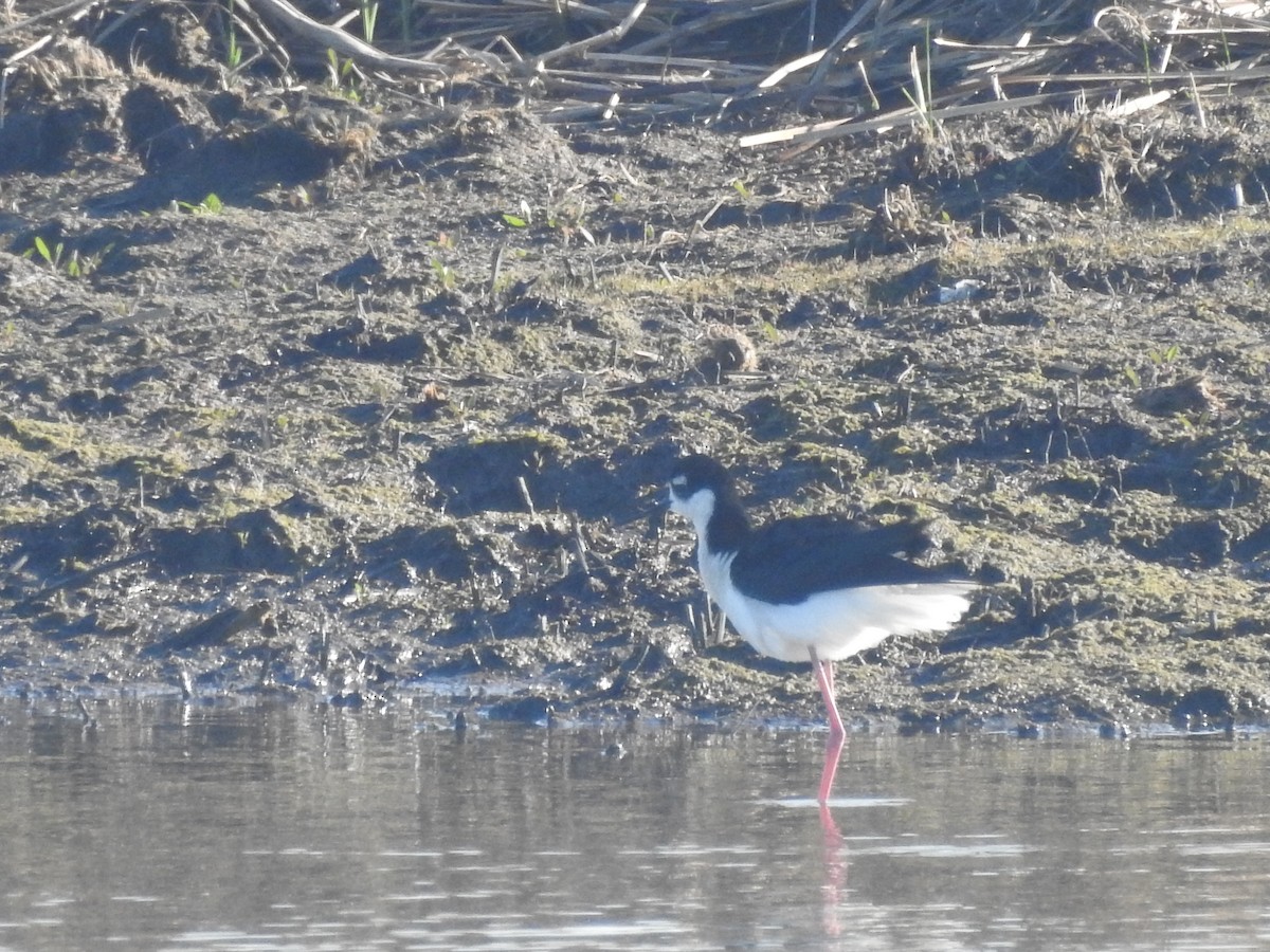 Кулик-довгоніг американський - ML651087051