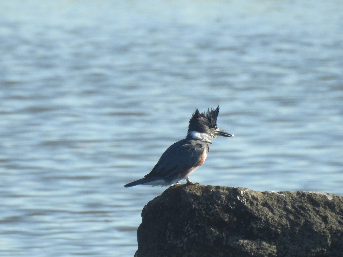 Рибалочка-чубань північний - ML651087101