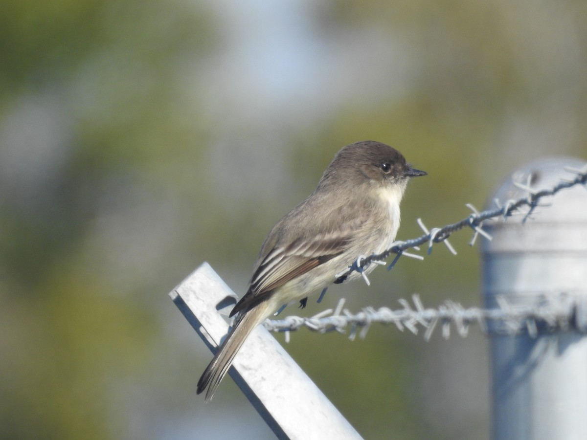 Феб буроспинний - ML651087122