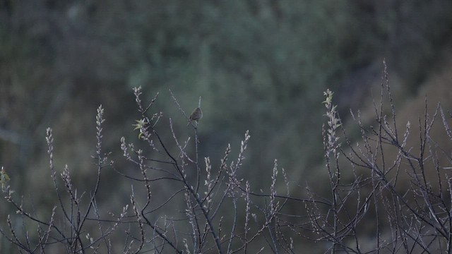 Northern House Wren (Brown-throated) - ML651087151