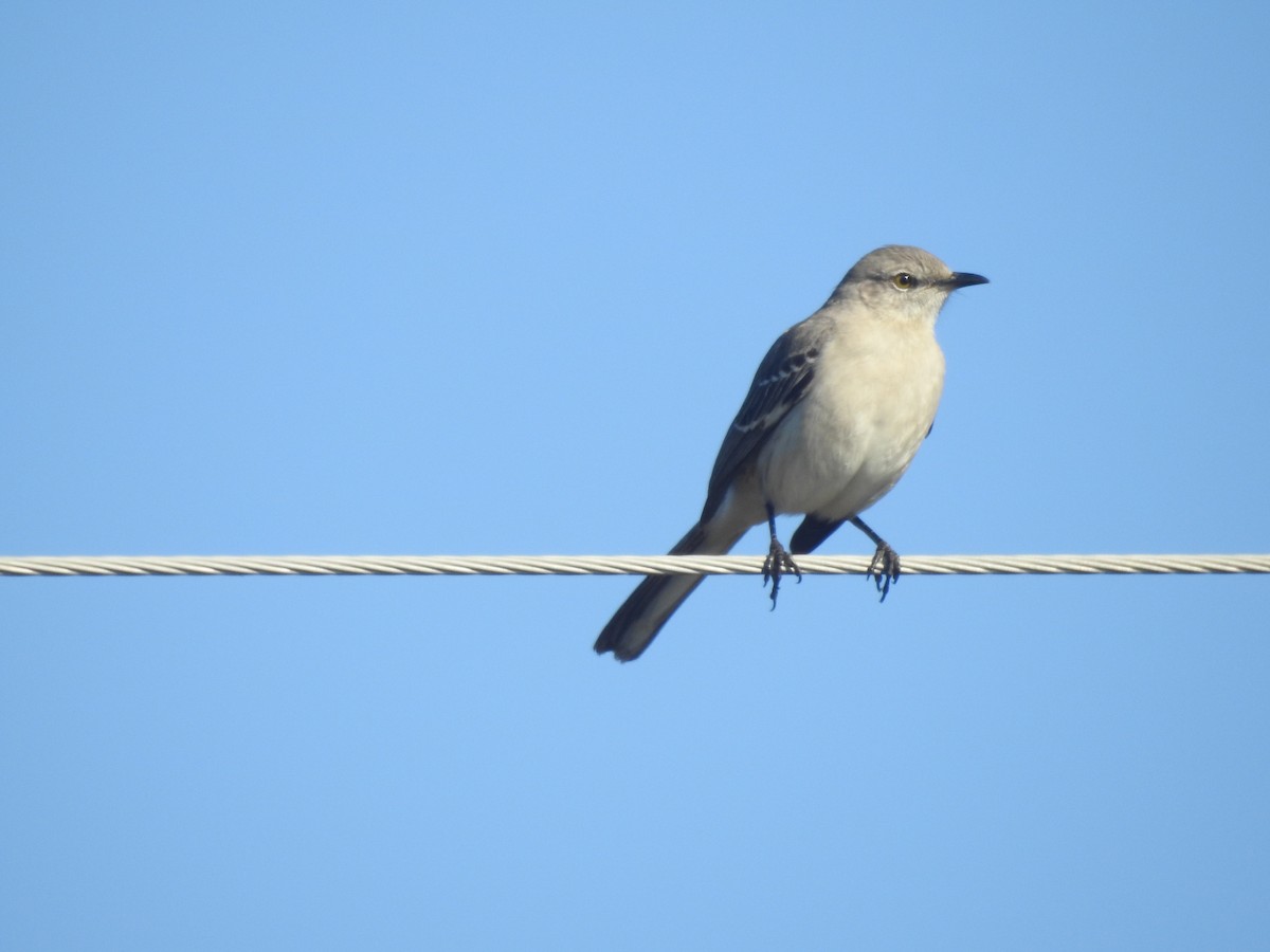 Пересмішник багатоголосий - ML651087155