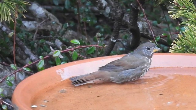 Пасовник рябогрудий - ML651087165