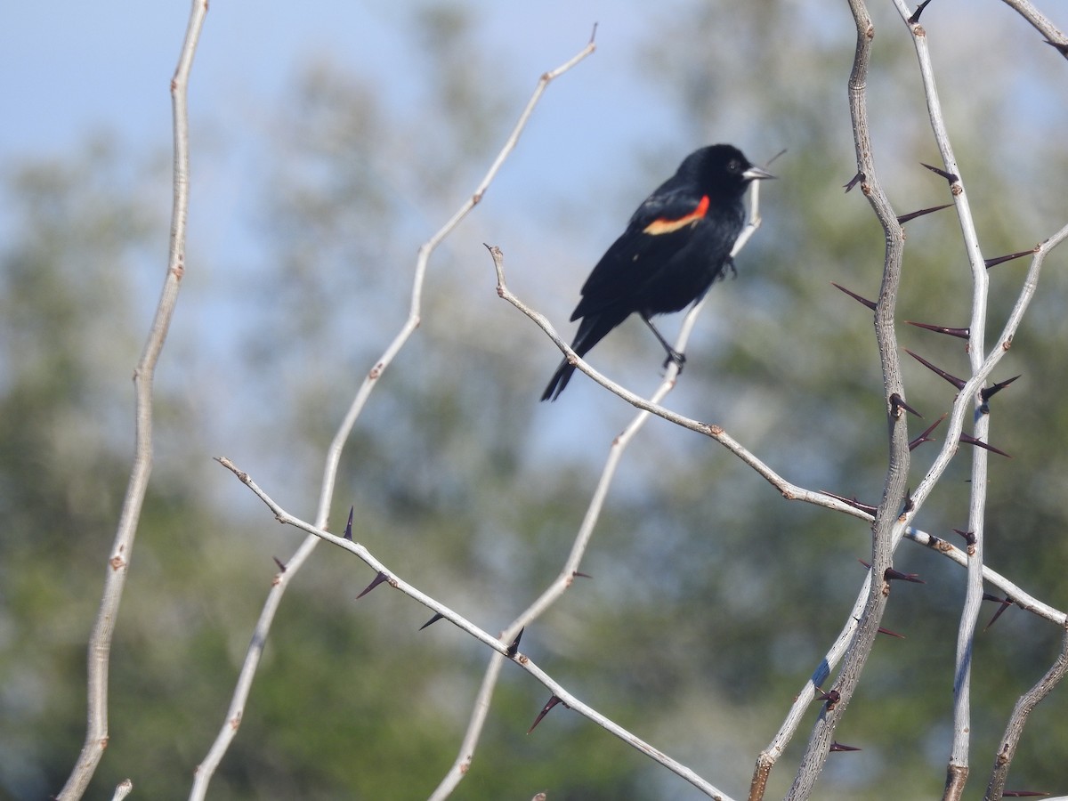 Еполетник червоноплечий - ML651087177