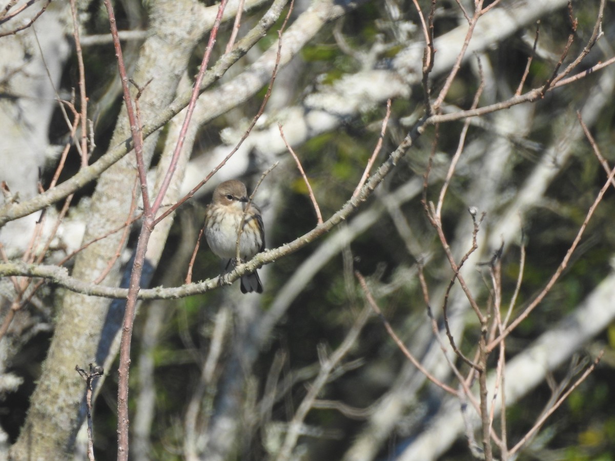 Пісняр-лісовик жовтогузий (підвид coronata) - ML651087277