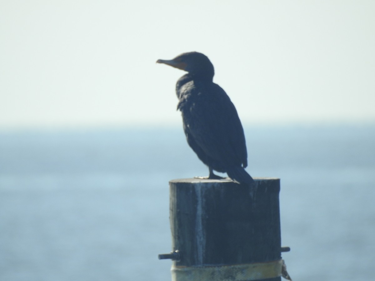 Баклан вухатий - ML651087348