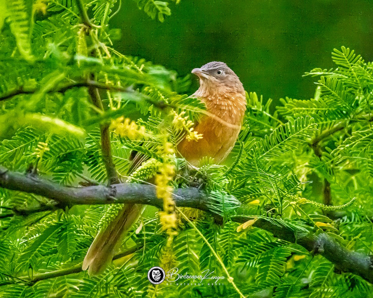 Rufous Chatterer - ML651087380