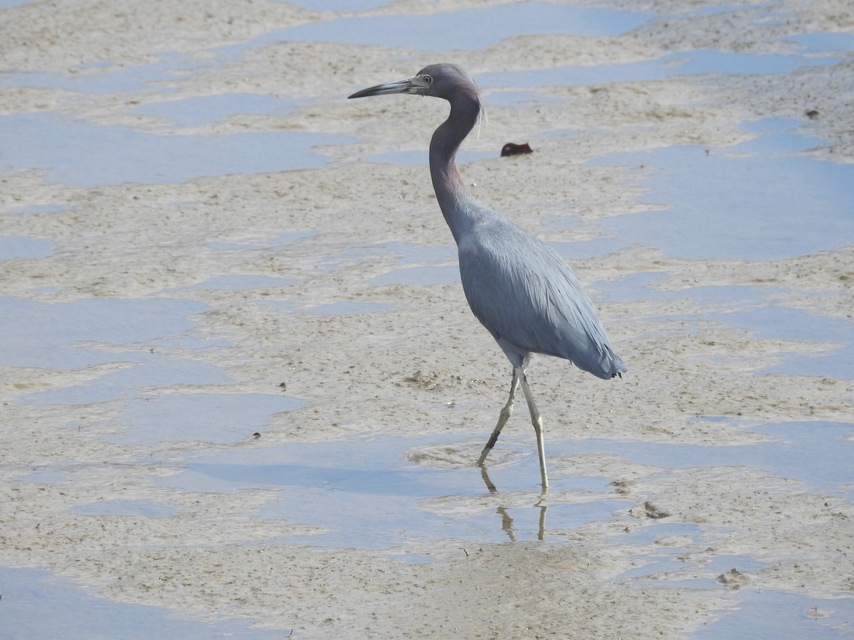 Чепура блакитна - ML651087382