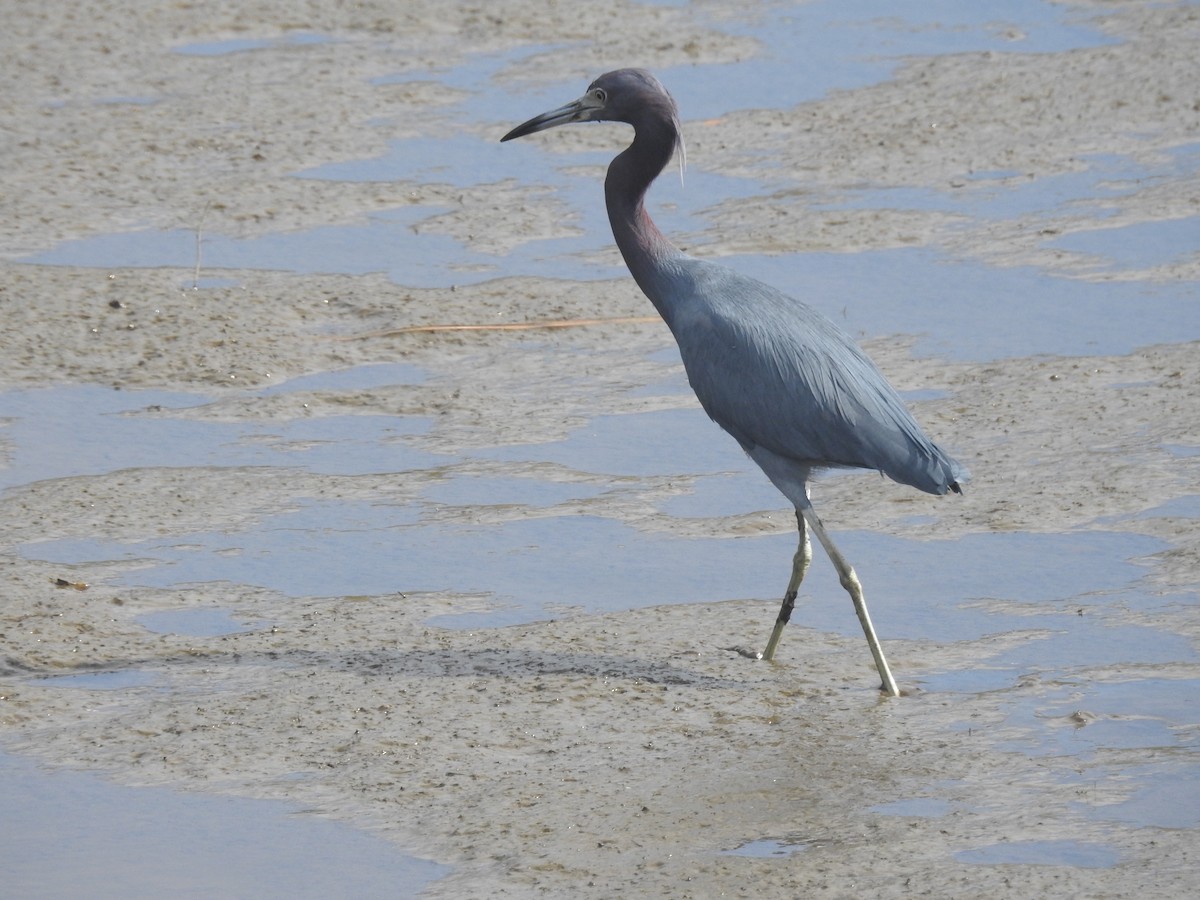 Чепура блакитна - ML651087383