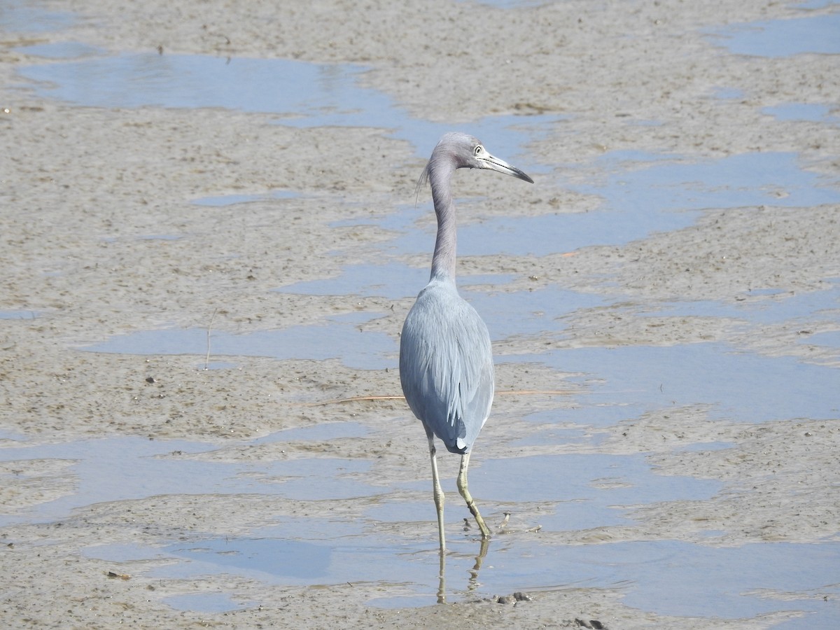 Чепура блакитна - ML651087384