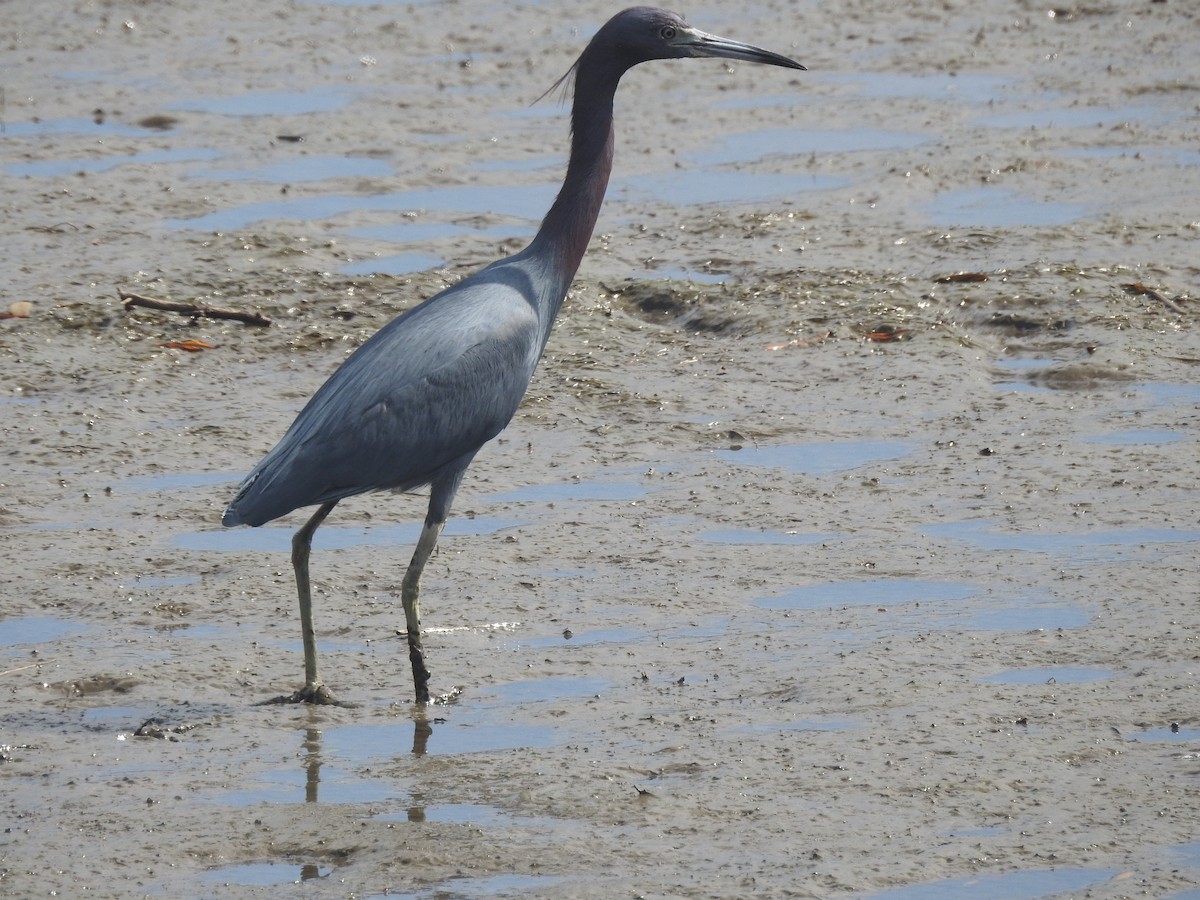 Чепура блакитна - ML651087385