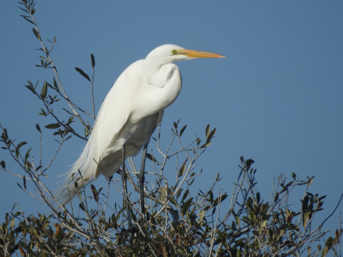 Чапля велика - ML651087405